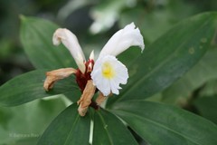 Costus speciosus